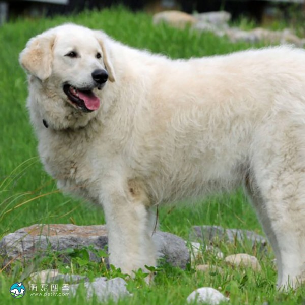 匈牙利库瓦兹犬-10