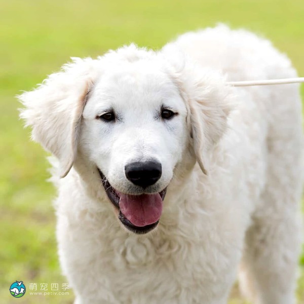 匈牙利库瓦兹犬-11