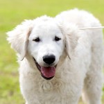 匈牙利库瓦兹犬-缩略图-11