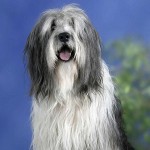 波兰低地牧羊犬-缩略图-1