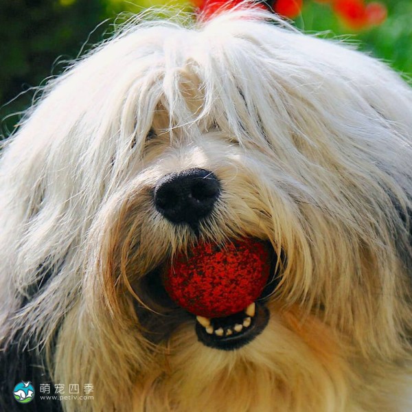 波兰低地牧羊犬-2