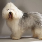 波兰低地牧羊犬-缩略图-3