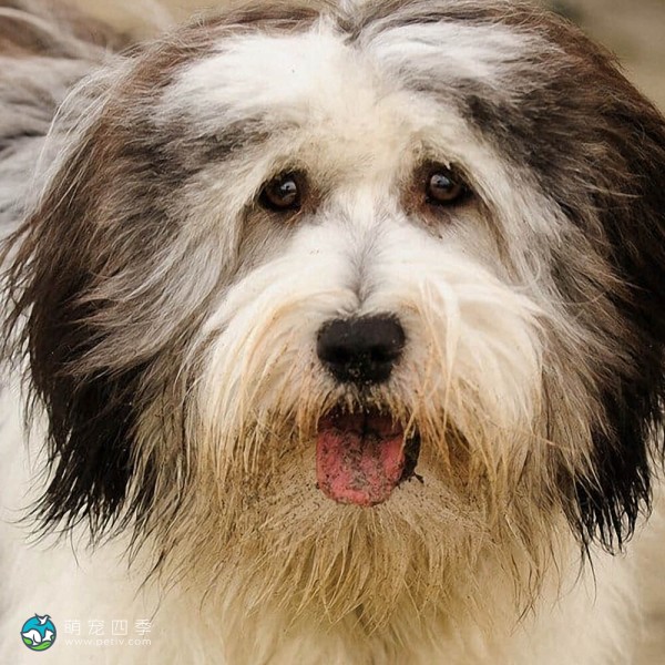 波兰低地牧羊犬-4