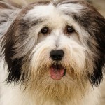 波兰低地牧羊犬-缩略图-4