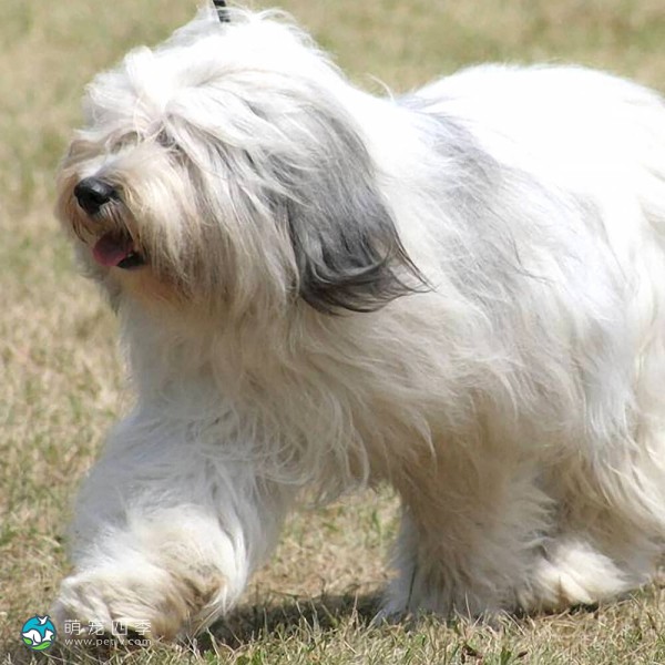 波兰低地牧羊犬-5