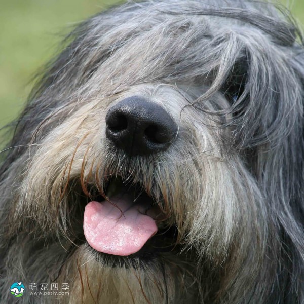 波兰低地牧羊犬-6