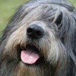 波兰低地牧羊犬-缩略图-6