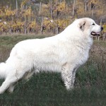 大白熊犬-缩略图-1