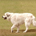 大白熊犬-缩略图-2