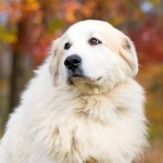 大白熊犬-缩略图-3