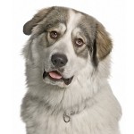 大白熊犬-缩略图-4