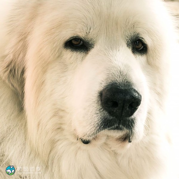 大白熊犬-5