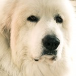 大白熊犬-缩略图-5