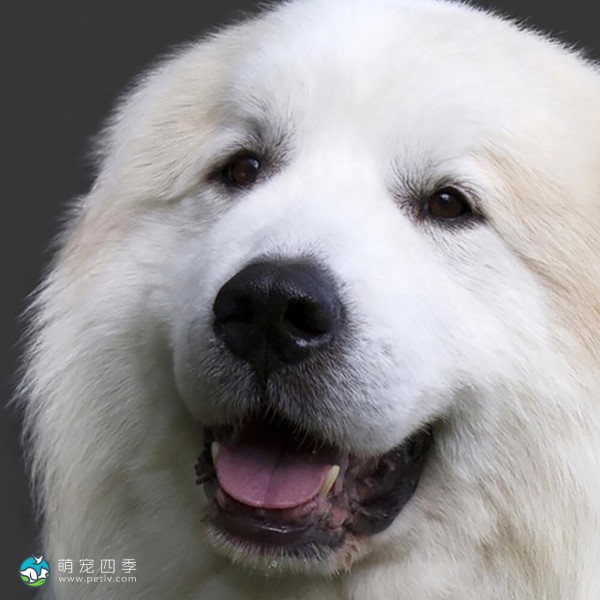 大白熊犬-6