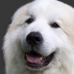 大白熊犬-缩略图-6