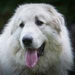 大白熊犬-缩略图-7