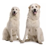 大白熊犬-缩略图-9