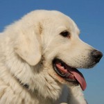 大白熊犬-缩略图-10