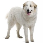 大白熊犬-缩略图-11