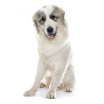 大白熊犬-缩略图-12