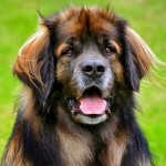 兰伯格犬-缩略图-2