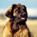 兰伯格犬-缩略图-3