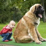 兰伯格犬-缩略图-4