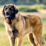 兰伯格犬-缩略图-5