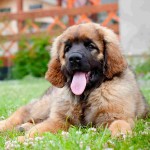 兰伯格犬-缩略图-6