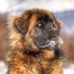 兰伯格犬-缩略图-7