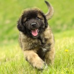 兰伯格犬-缩略图-9