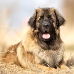 兰伯格犬-缩略图-10