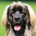 兰伯格犬-缩略图-11