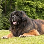 兰伯格犬-缩略图-12