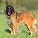 兰伯格犬-缩略图-14