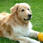 霍夫瓦特犬-缩略图-1