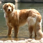 霍夫瓦特犬-缩略图-2