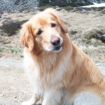 霍夫瓦特犬-缩略图-3