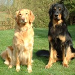 霍夫瓦特犬-缩略图-4