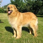 霍夫瓦特犬-缩略图-5