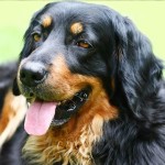 霍夫瓦特犬-缩略图-6