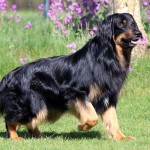 霍夫瓦特犬-缩略图-7