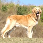 霍夫瓦特犬-缩略图-8