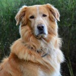 霍夫瓦特犬-缩略图-9