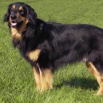 霍夫瓦特犬-缩略图-10