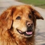 霍夫瓦特犬-缩略图-11