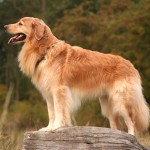 霍夫瓦特犬-缩略图-12