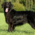 霍夫瓦特犬-缩略图-13