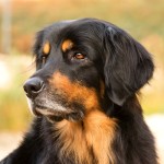 霍夫瓦特犬-缩略图-14