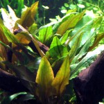 安杜椒草-缩略图-1